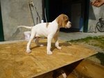 English Pointer - Foto n. 5