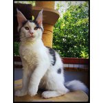 Maine coon Cuccioli con Pedigree - Foto n. 4