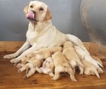 Splendidi Cuccioli di Labrador Retriever