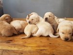 Splendidi Cuccioli di Labrador Retriever - Foto n. 2