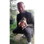 Cucciolo di Siberian Husky Disponibile da Meta' Mese