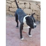 Black Pitbull di 3 Anni