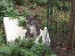 Gattina Grigia Pezzata. 3 Mesi. - Foto n. 2