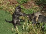 Gattino. 3 Mesi. con Manto Unico, mai Visto