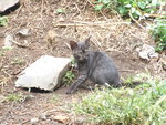 Gattino. 3 Mesi. con Manto Unico, mai Visto - Foto n. 3