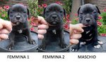 Staffordshire bull Terrier Cuccioli Clear L2hga-Hc - Foto n. 1