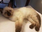 🐱 Thai maschio di 7 anni e 1 mese in vendita a Milano (MI) e in tutta Italia da privato