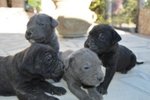 Cuccioli cane Corso - Foto n. 1