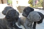 Cuccioli cane Corso - Foto n. 2