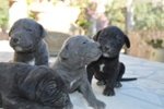 Cuccioli cane Corso - Foto n. 3