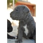 Cuccioli cane Corso - Foto n. 4