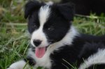 Disponibili Cuccioli di Border Collie!