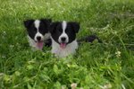 Disponibili Cuccioli di Border Collie! - Foto n. 2