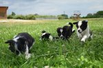 Disponibili Cuccioli di Border Collie! - Foto n. 3