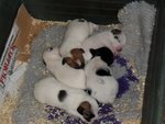 Cuccioli di jack Russell