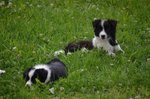 Disponibili Cuccioli di Border Collie! - Foto n. 4