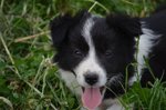 Disponibili Cuccioli di Border Collie! - Foto n. 5