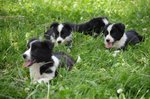 Disponibili Cuccioli di Border Collie! - Foto n. 6