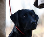 Cucciola nera di Labrador - Foto n. 2