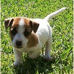 Jack Russel Originale