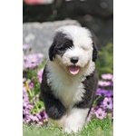 Cucciolo di Bobtail - Pastore Inglese