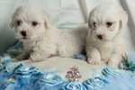 Cuccioli di Maltese Razza Pura - Foto n. 2