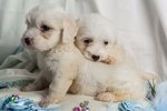 Cuccioli di Maltese Razza Pura - Foto n. 4