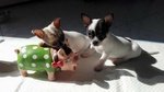 Cuccioli di Chihuahua Maschi