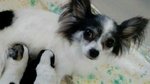 Cuccioli di Chihuahua Maschi - Foto n. 4