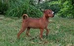 Pinscher Nano