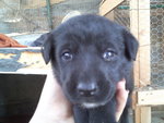 Vendosi Cuccioli di Labrador Originali