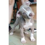 American Terrier Pitbull