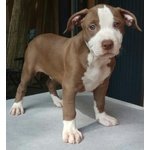 American Terrier Pitbull - Foto n. 3