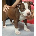 American Terrier Pitbull - Foto n. 4
