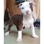 American Terrier Pitbull - Foto n. 5