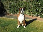 Cane Boxer di Razza pura Cerca Compagna