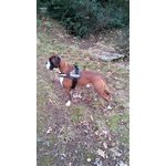 Cane Boxer di Razza pura Cerca Compagna - Foto n. 2