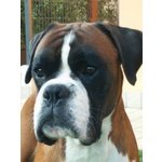 Cane Boxer di Razza pura Cerca Compagna - Foto n. 3