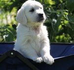 Golden Retriever Cuccioli Esenti Malattie Ereditarie - Foto n. 3