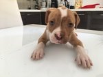 Cuccioli Pitbull red Nose