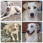 Vita Cagnolina Incrocio Labrador!