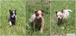 Cuccioli Australian Cattle Dog