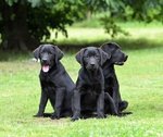 Cuccioli Labrador Retriever - Foto n. 1