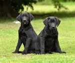 Cuccioli Labrador Retriever - Foto n. 2