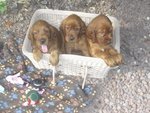 Cuccioli di Setter Irlandesi