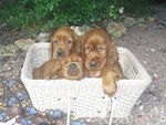 Cuccioli di Setter Irlandesi - Foto n. 2