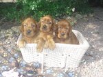 Cuccioli di Setter Irlandesi - Foto n. 5