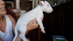 Cuccioli bull Terrier Standard - Foto n. 3