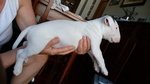 Cuccioli Bull terrier Standard