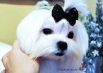 Cuccioli Maltese